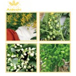 Rooting Fertilizer Factory - Organic Liquid Eco-Friendly