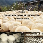 Qinshantang Mushroom and Plant Adaptogen Powder Magic Chaga and Lions Mane Mushroom Powder 500-100 mg