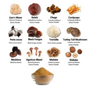 QINSHANTANG Private Label Eu Certified Organic Functional Energy Mushroom Powder Blend with L-theanine