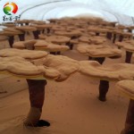 Qinshantang Ganoderma Nutrient Lucidum Powder Organic Low Price Reishi Wild Reishi Mushroom Extract Powder. for Dogs