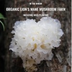 QST-006 High Quality Best Seller Tremella Mushroom Powder Tremella Peptide Powder