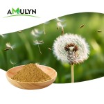 AMULYN纯蒲公英根提取咖啡类黄酮粉