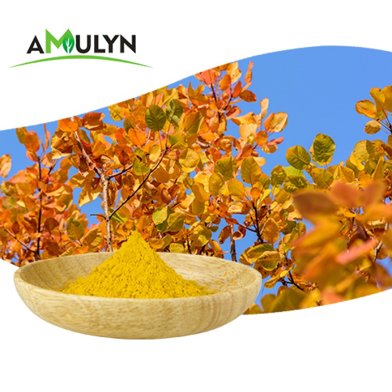 Supply Smoke Tree Extract Fisetin Powder 85% External Standardization