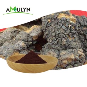 有机100%纯天然纯白桦茸萃取粉