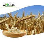 Supply Hydrolyzed Wheat Protein Powder With Best Price