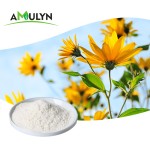 Instant Chicory Coffee Powder India Chicory Powder