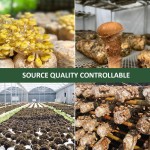 AMULYN Natural Food Grade Herbal Extract High Quality Agaricus Blazei Murill Powder in Drum Packaging