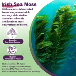 Sea Moss Gummies Factory - OEM Black Seed Oil Shilajit Strength