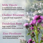 Milk Thistle Capsules Supplier - OEM Herbal Cholesterol Liver Detox