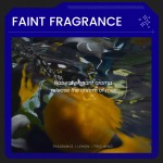 Intimate Wash Factory - Custom Antibacterial Feminine Cleanse