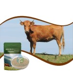 Beef Brain Powder - Bovine Organ Supplement