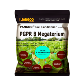 PGPR B Megaterium Solve Soil Problem