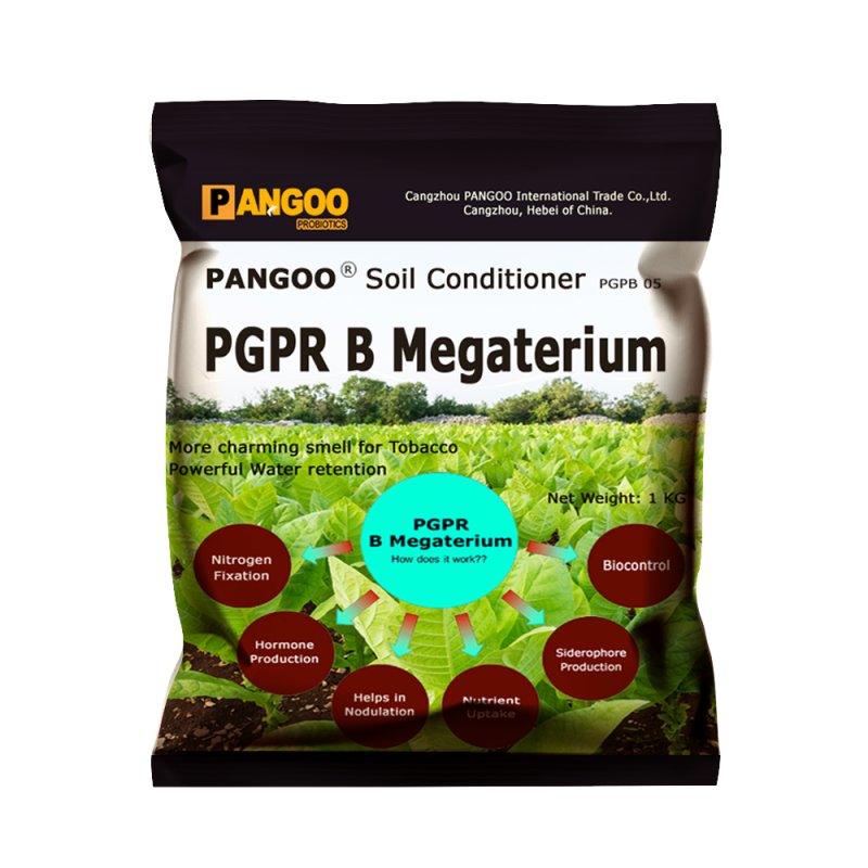 PGPR B Megaterium Solve Soil Problem