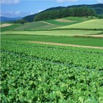 Bio Fertilizer-Probiotics for Soil & Plant