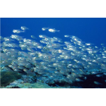 Yeast Probiotics for Baby Fish Food Additive