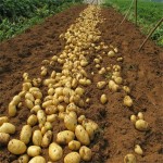 Bio Fertilizer-Probiotics for Soil & Plant