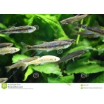Outstanding Quality Yeast Probiotics for Baby Fish to Promote Growth