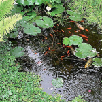 Chemicals Feed Additives DENITRIFYING BACILLUS