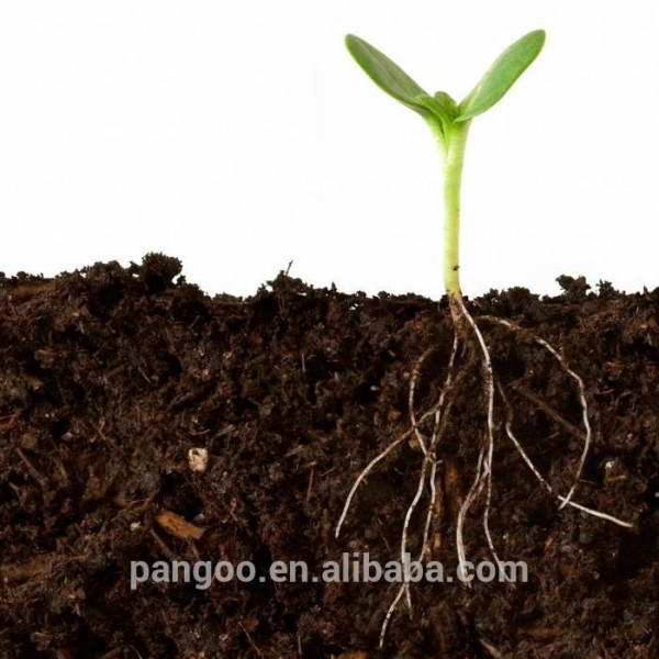Ornamental Plants Tissue Culture