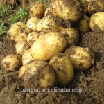 Ornamental Plants Tissue Culture