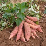 Bio Fertilizer-Probiotics for Soil & Plant