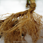 Bio Fertilizer / Plant Probiotics / Soil Microbiology