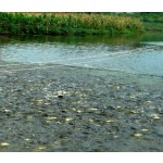 Yeast Probiotics for Baby Fish Food Additive
