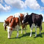 Best Selling Cheapest Feed Affitive Probiotics for Ruminant Animals Cow Sheep Goat Cattle