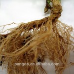 Ornamental Plants Tissue Culture
