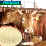 Probiotics Bacillus Subtilis/Bacillus Licheniformis for Poultry