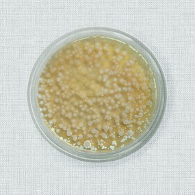 Probiotics Bacillus Subtilis/Bacillus Licheniformis for Poultry