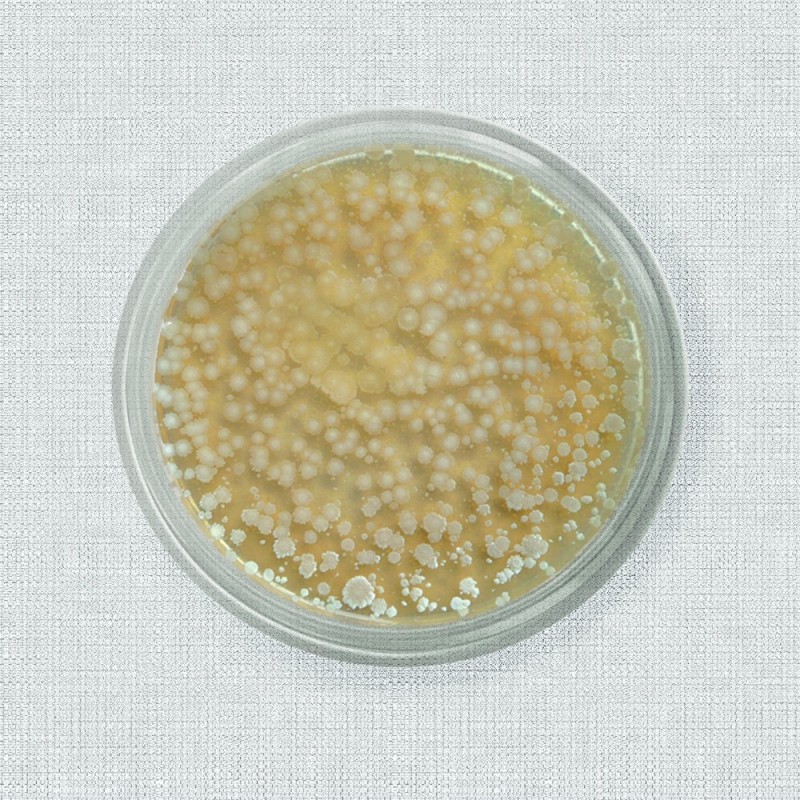 Probiotics Bacillus Subtilis/Bacillus Licheniformis for Poultry