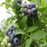 Bio Fertilizer-Probiotics for Soil & Plant