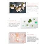 Face Toner - AHA BHA Exfoliating Hydration