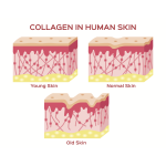 Collagen Protein Powder - Chocolate Flavor Peptides