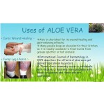 Aloe Vera Oil - Cold Pressed Hair Treatment