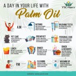 Palm Oil - Vegetable Cooking Carrier Oil