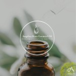 Angelica Oil - Therapeutic Grade Essential