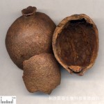 Bulk Supplement Pomegranate Peel Extract Ellagic Acid 90% Powder Bulk