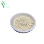 High Quality Evodia Rutaecarpa Extract 99% Rutecarpine Powder Cas# 84-26-4