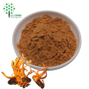Wholesale Bulk Cordyceps Militaris Mushroom Powder Extract Cordycepin 1.0 Powder