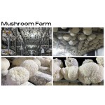 Supplement Lions Mane Mushroom Dual Extract Polysaccharides 20% Triterpenes 4%Hericenones+Erinacines 4%