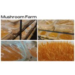 Wholesale Bulk Cordyceps Militaris Mushroom Powder Extract Cordycepin Powder