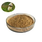 30% Polysaccharides Powder Phallus Impudicus Mushroom Extract UV Test Available in Drum or Glass Container Packaging
