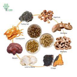 OEM Mushroom Extract Powder Customized Capsules Mushroom Mixed  Powder
