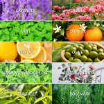 Essential Oil Set - Organic Natural Blend