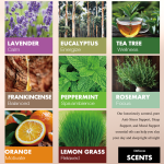 Peppermint Oil - Organic Body Massage