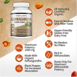 Ashwagandha Capsules Factory - Vegan Friendly Extract Support