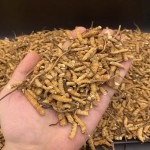 Cultivated Cordyceps - Dried Mushroom Health Food