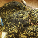 Premium Tea Manufacturer - Customized Print Osmanthus Green Black